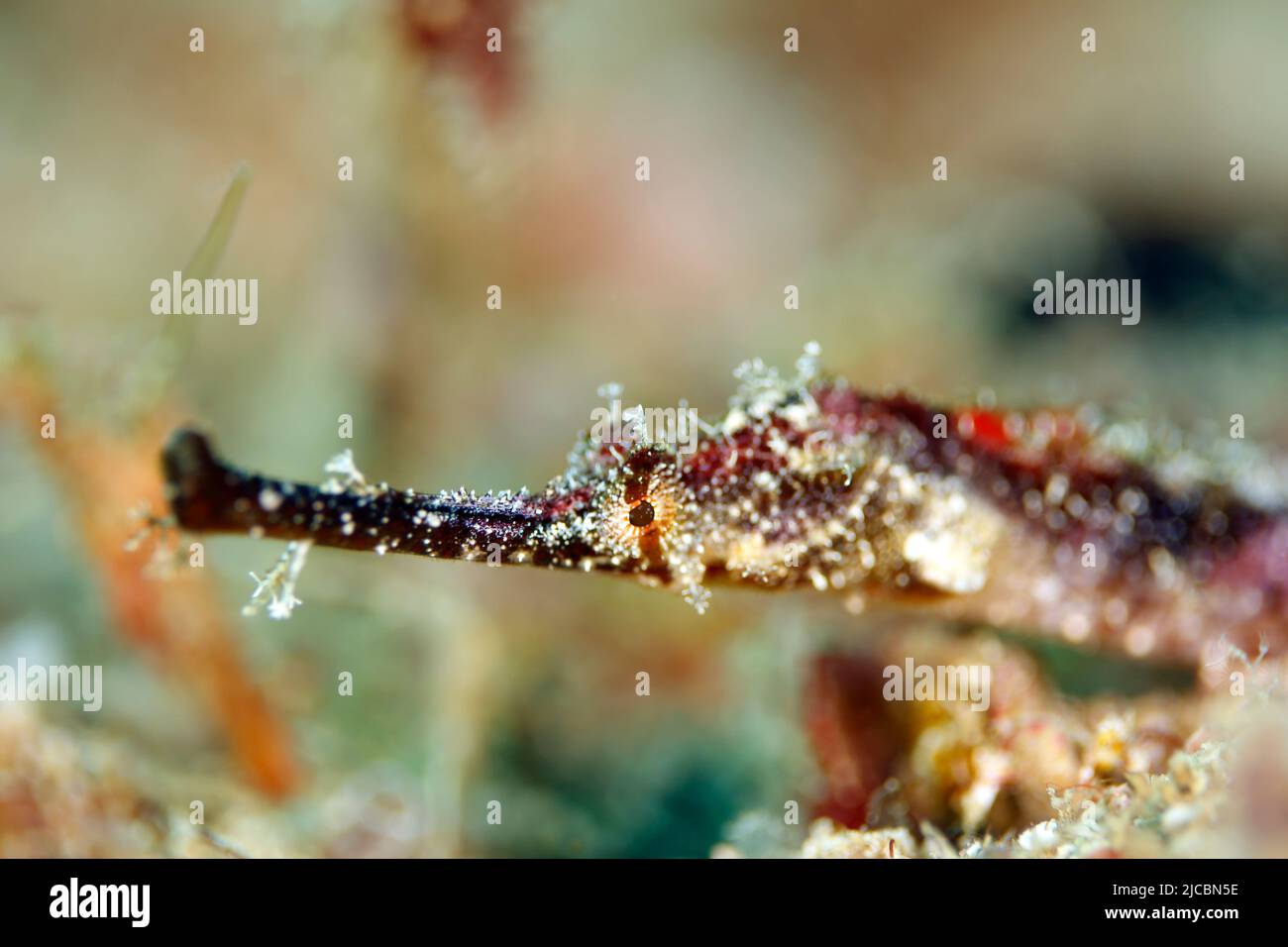 Close-up of a Pipefish. Triton Bay, West Papua, Indonesia Stock Photo