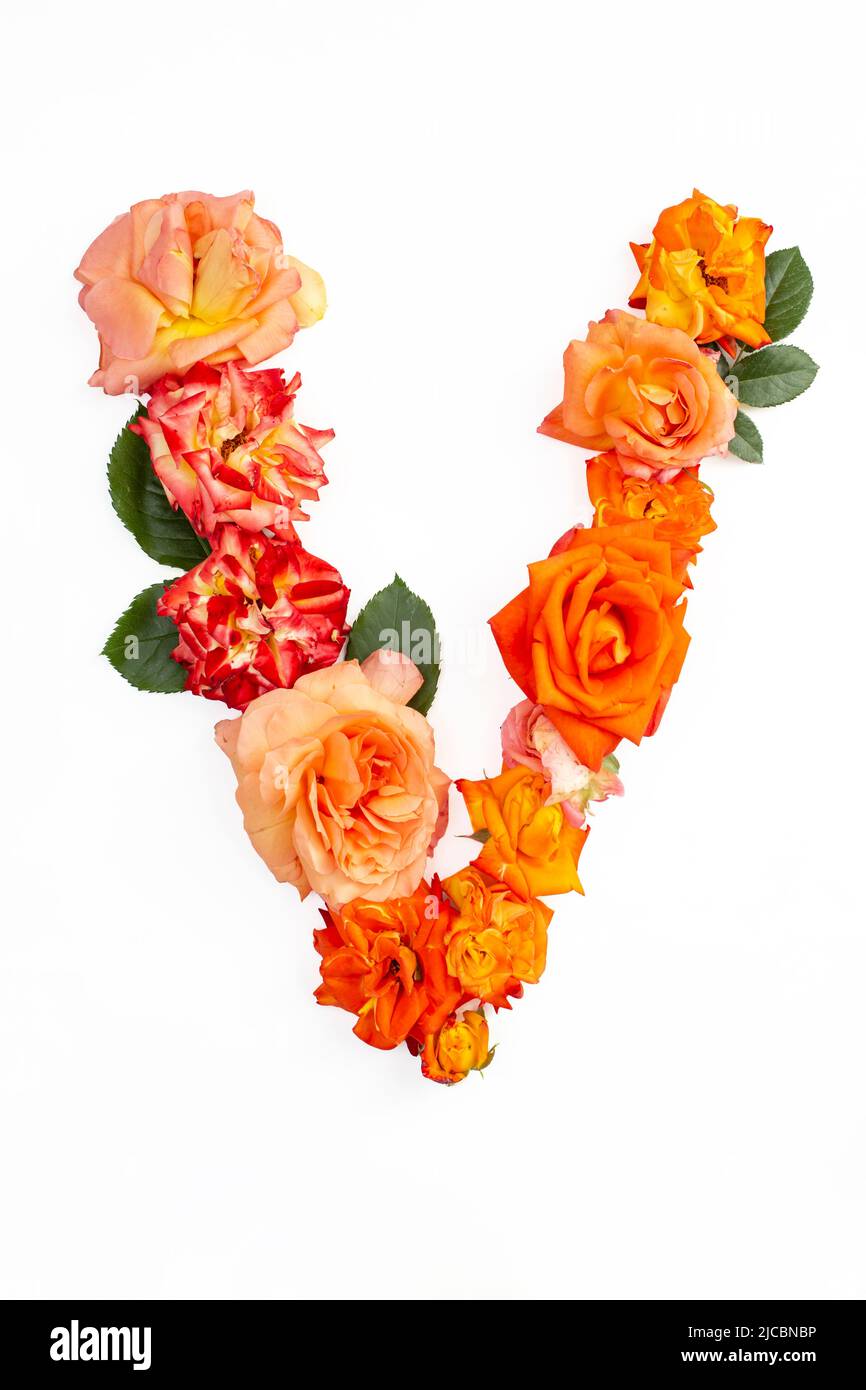 V With Roses Capital letter V made with red orange roses, isolated on white ...