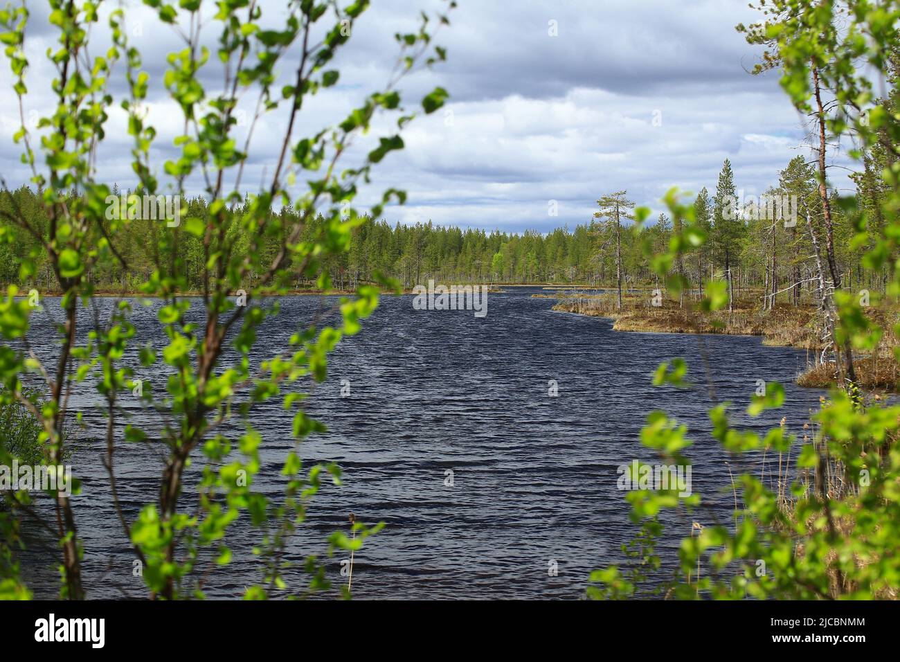 View over small river in Swedish Lapland with defocused birches in foreground. Stock Photo