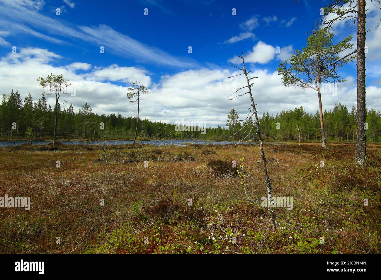 Bog and small river in Swedish Lapland. Stock Photo