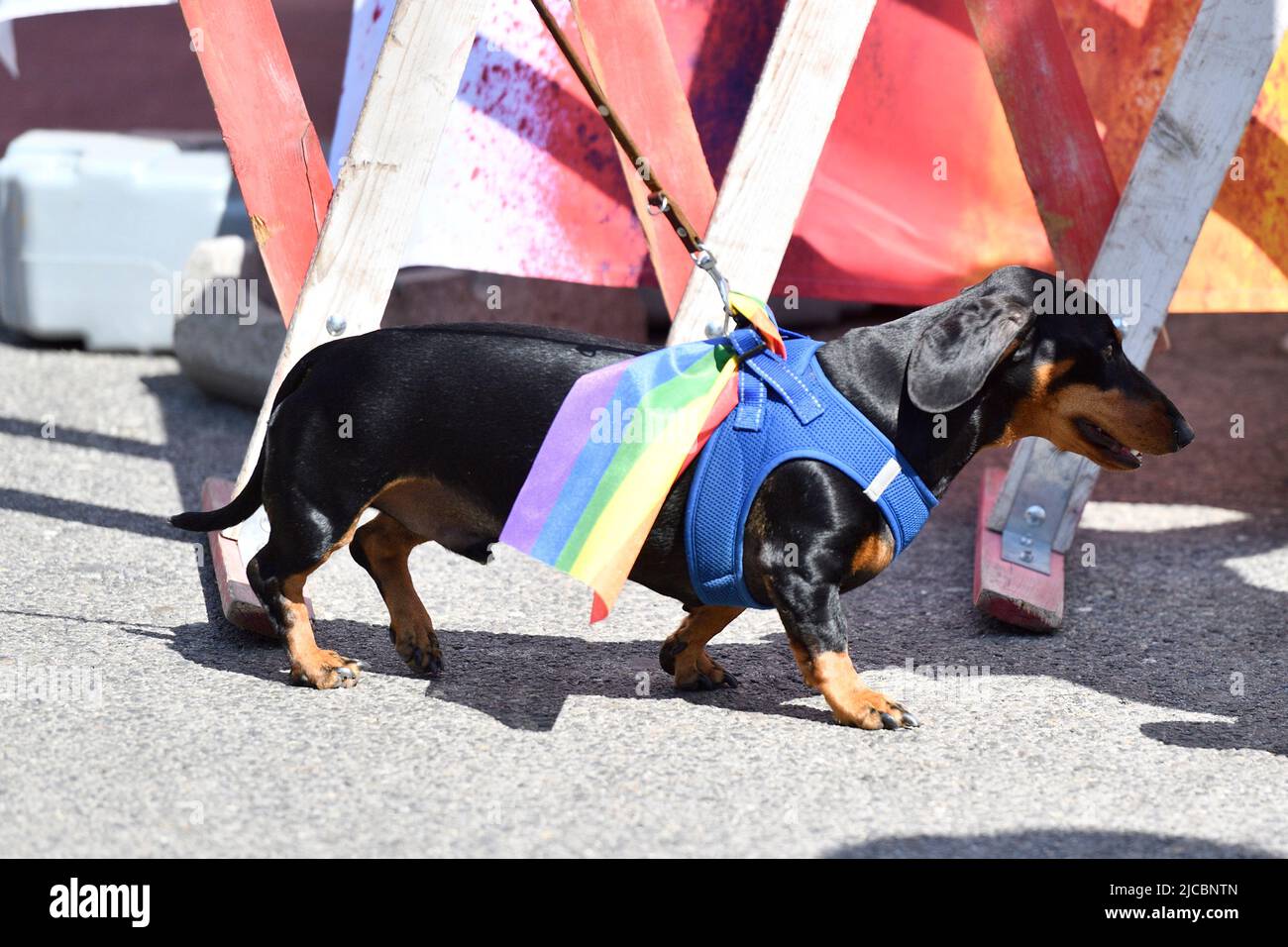 Vienna, Austria, 11th Jun, 2022. 26th Rainbow Parade over the Wiener Ringstrasse. Badger dog with rainbow flag Stock Photo