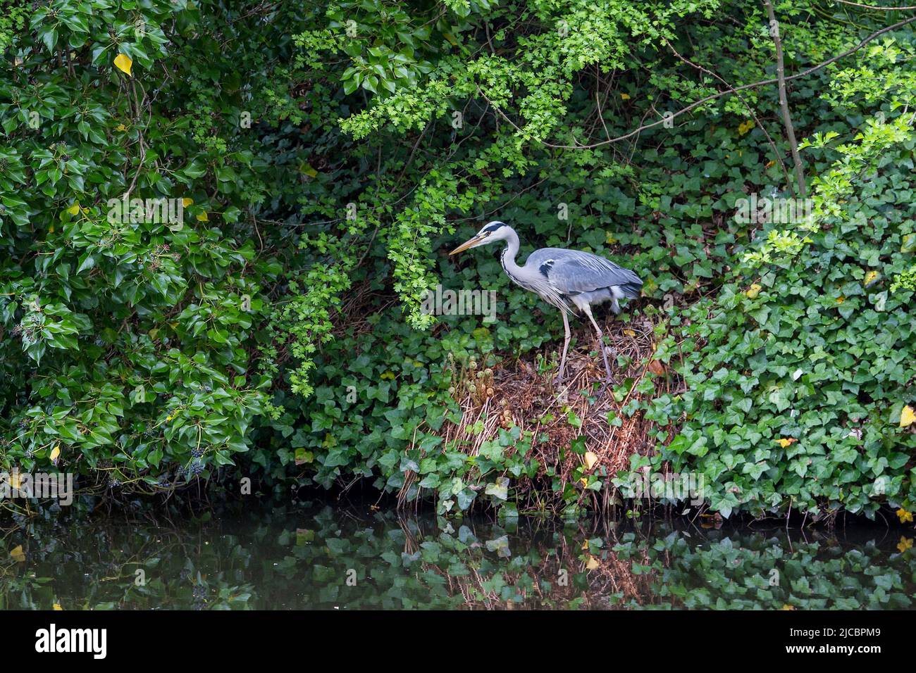 A heron standing motionless on a riverbank staring into the water. It is surrounded by thick foliage. Stock Photo