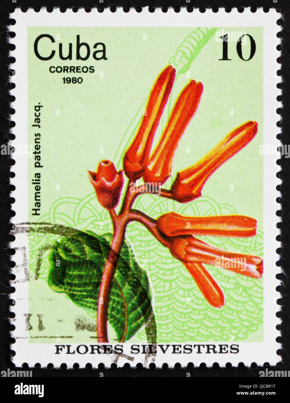 CUBA - CIRCA 1980: a stamp printed in the Cuba shows Firebush, Hamelia Patens, Wildflower, circa 1980 Stock Photo