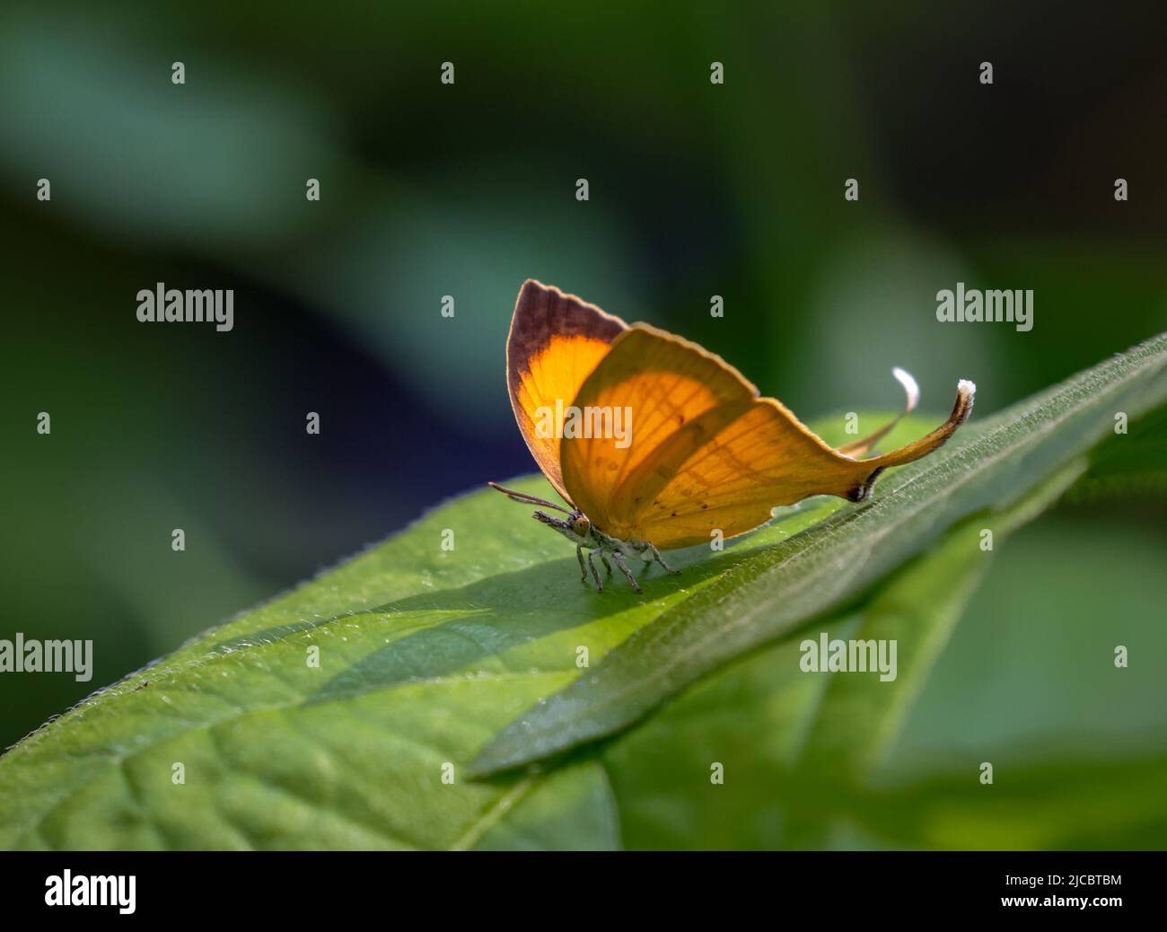 Photo of yamfly.yamfly is a species of lycaenid or blue butterfly found in Asia. Stock Photo