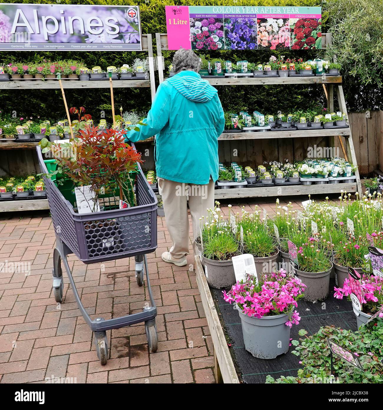Back view mature senior pensioner OAP woman & customer trolley of selected pot grown plants at outdoor garden centre retail business Essex England UK Stock Photo