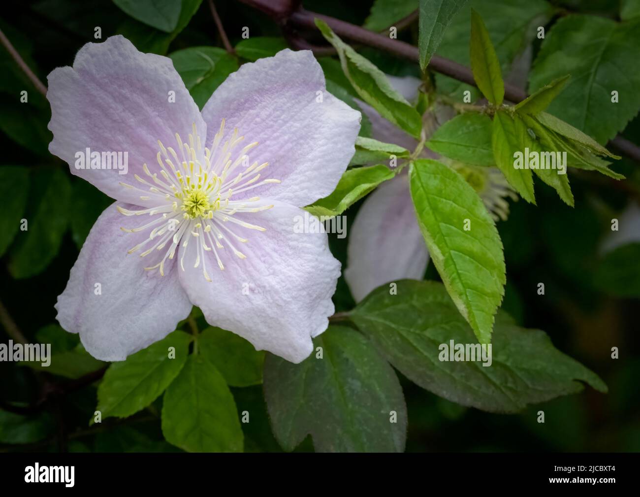 Clematis flowers hi-res stock photography and images - Alamy