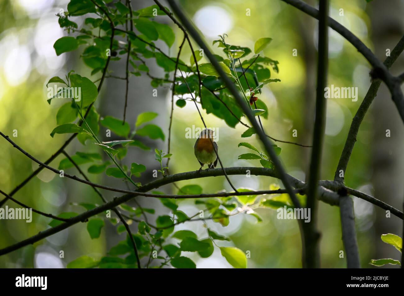 little red robin bird sitting on branch in dark forest Stock Photo