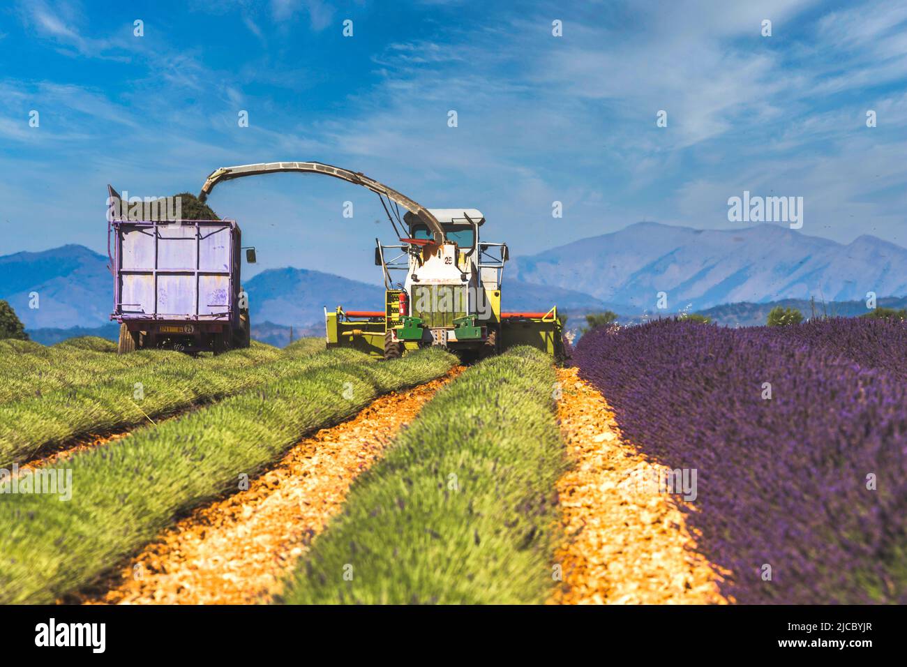 Lavender field harvesting near Valensole in Provence France, Europe Stock Photo