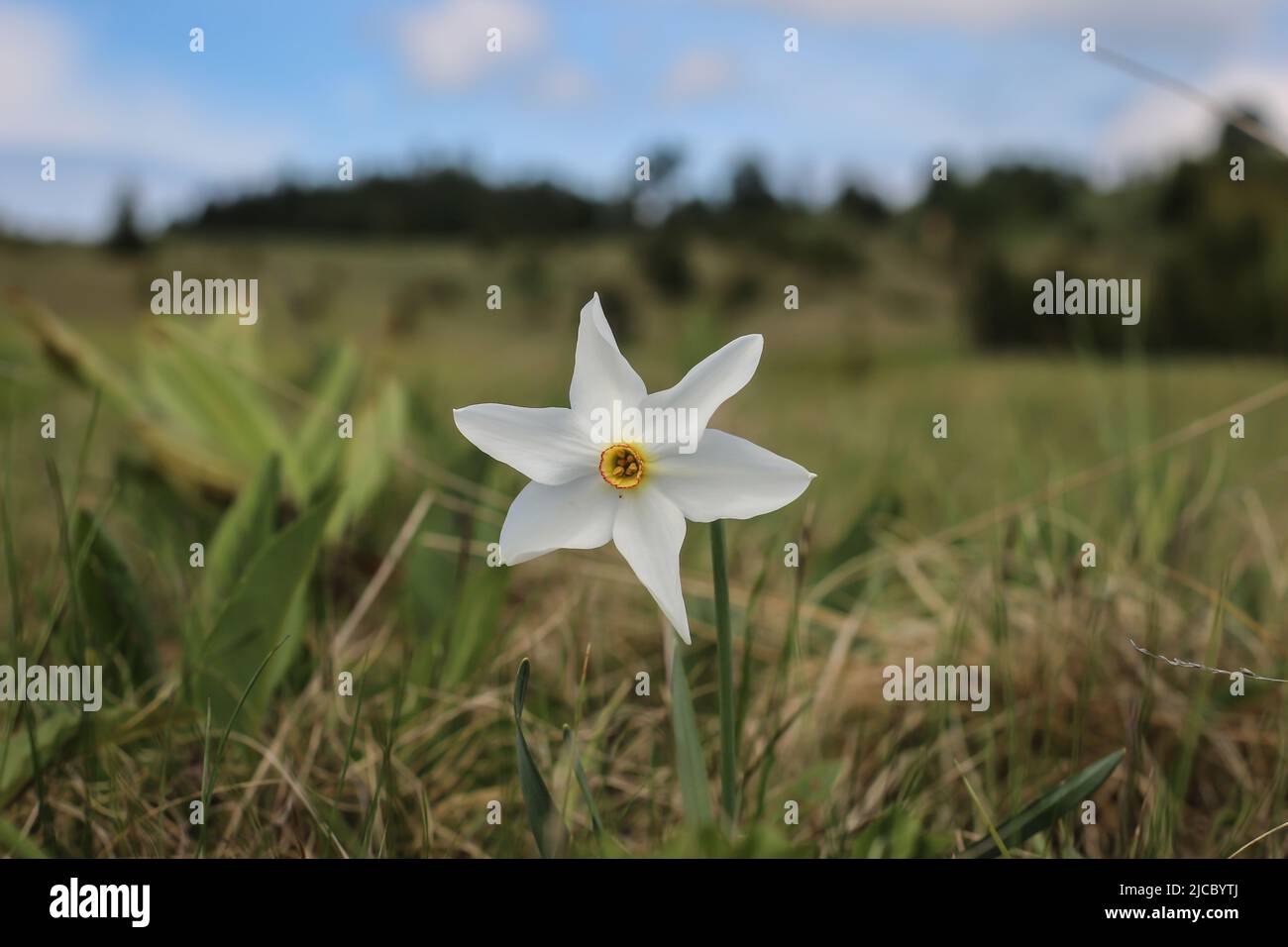Single flower of daffodils, Narcissus poeticus subsp. radiiforus in National park Tara in western Serbia Stock Photo