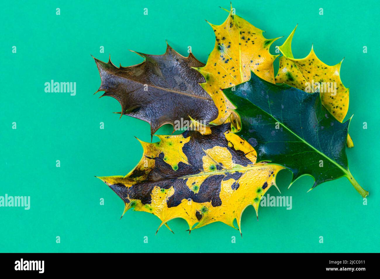 Holly leaves Ilex aquifolium arranged to show various states of life as they die back, uk. Stock Photo