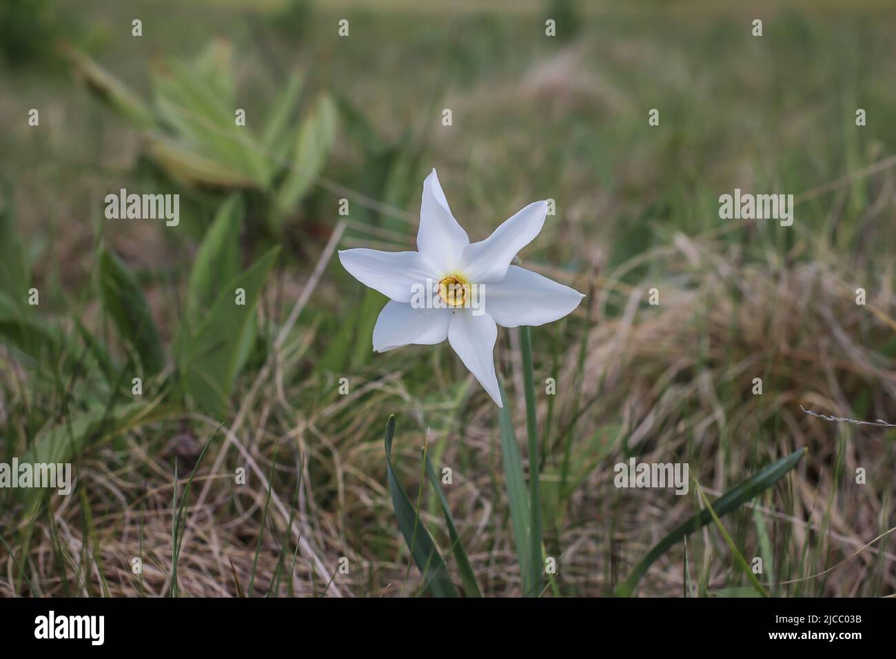 Single flower of daffodils, Narcissus poeticus subsp. radiiforus in National park Tara in western Serbia Stock Photo