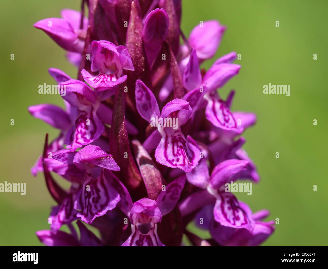 Pink flowers of early marsh-orchid, latin name Dactylorhiza incarnata in National park Tara in western Serbia Stock Photo