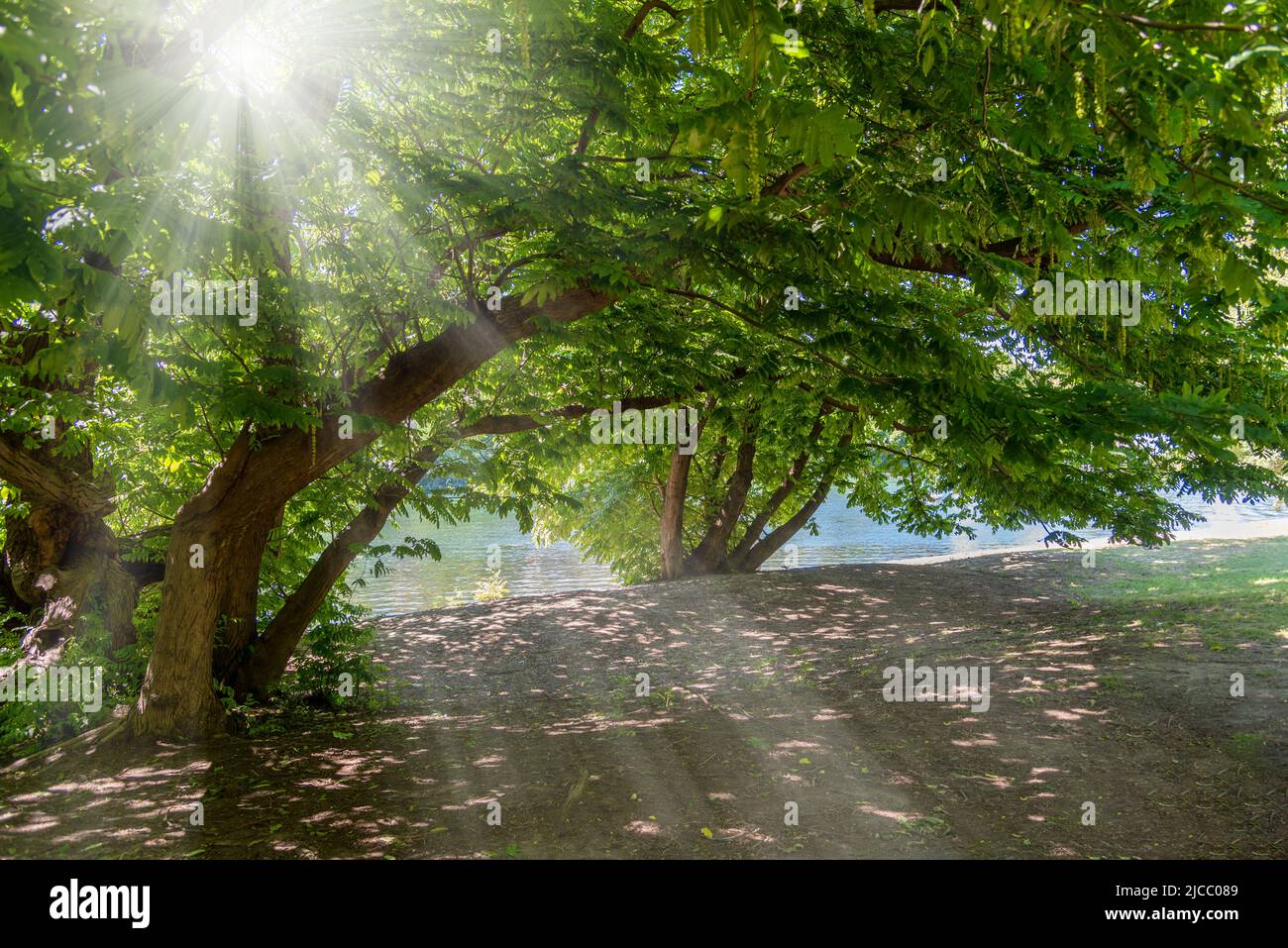 Sun rays among the branches of Japanese walnut trees (Juglans ailantifolia Carrière) on the bank of the Po river in Turin, Italy Stock Photo