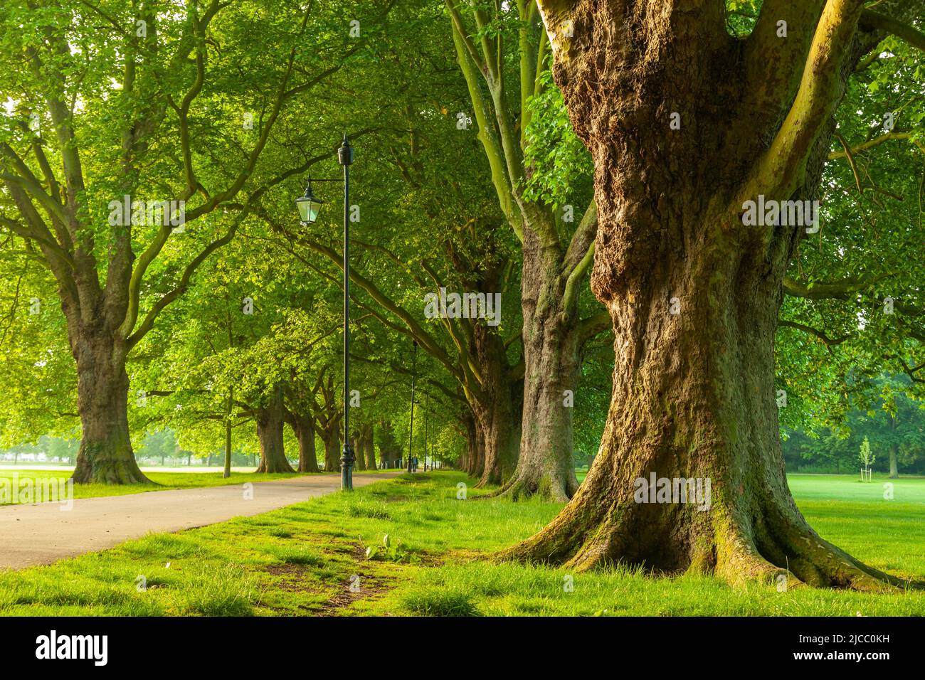 Ancient trees at Jesus Green in Cambridge, England Stock Photo Alamy