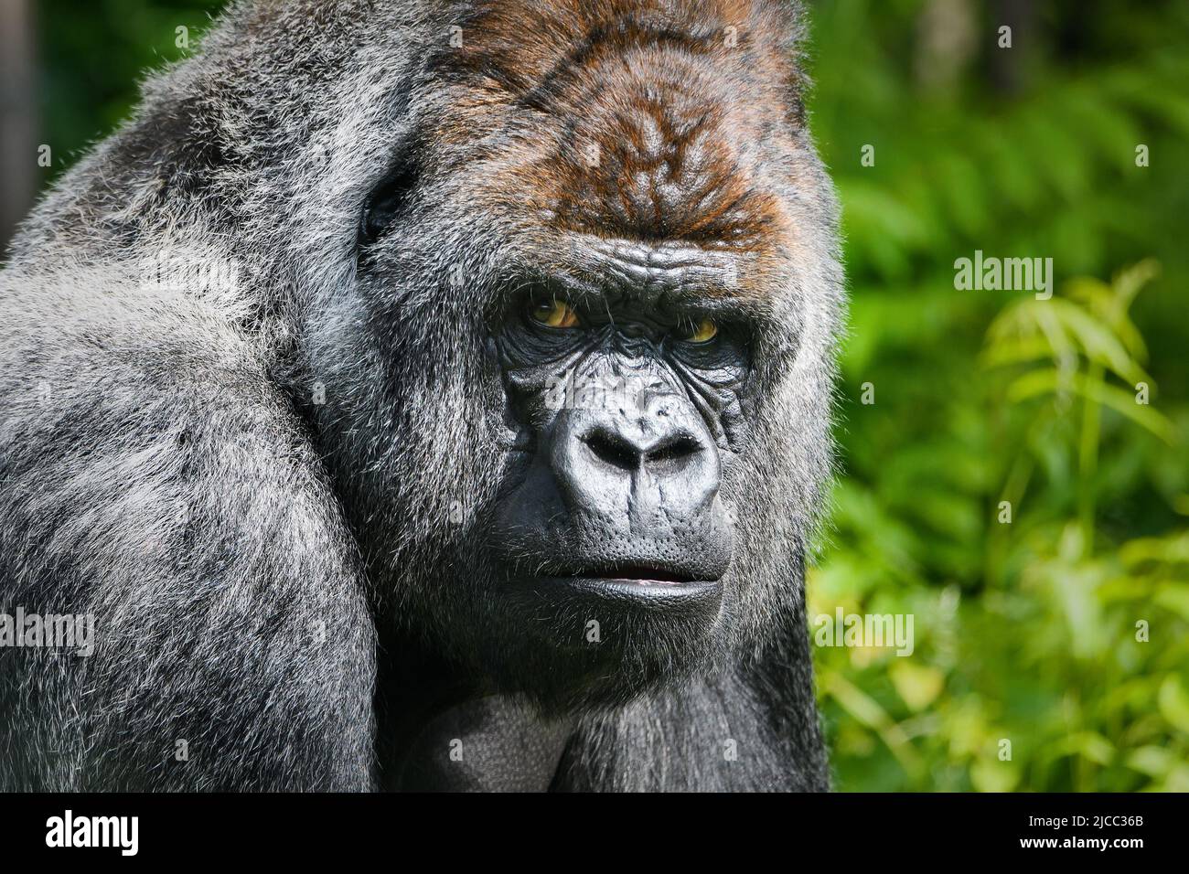 King kong gorilla hi-res stock photography and images - Alamy