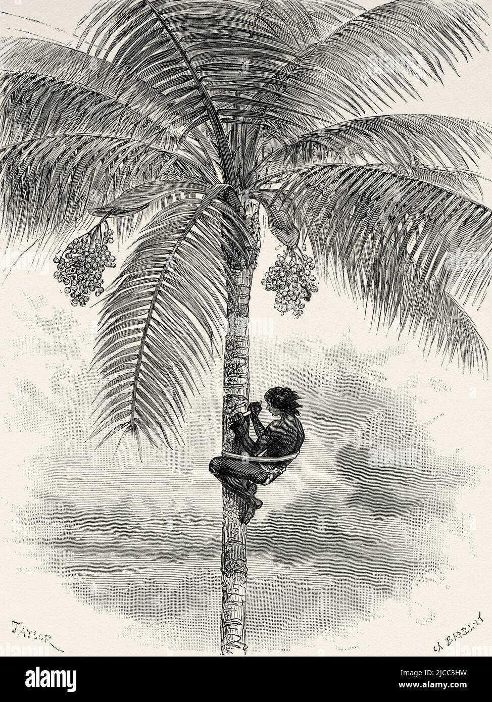 Ceroxylon quindiuense. The wax harvest of the Quindío wax palm, forests of the Andes in Colombia. South America. Journey through Equinoctial America 1875-1876 by Edward Francois Andre. Le Tour du Monde 1879 Stock Photo