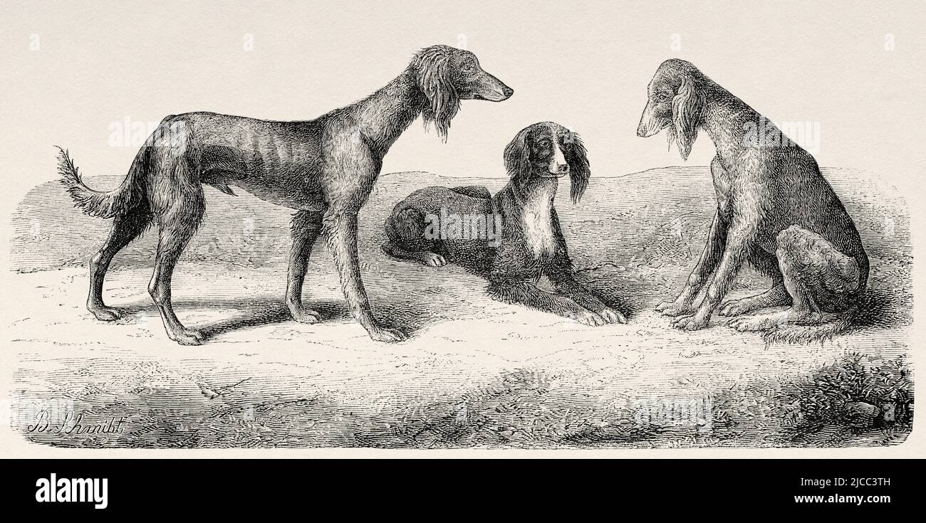 Otter caught in hunter's trap being harassed by hunting dogs. Old 19th  century engraved illustration, El Mundo Ilustrado 1881 Stock Photo - Alamy