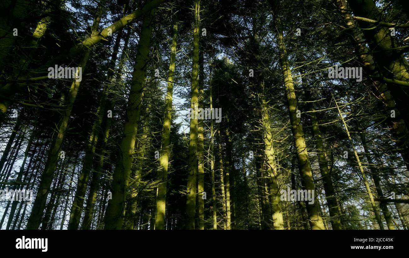 Green bark trees in forest in sunlight Stock Photo