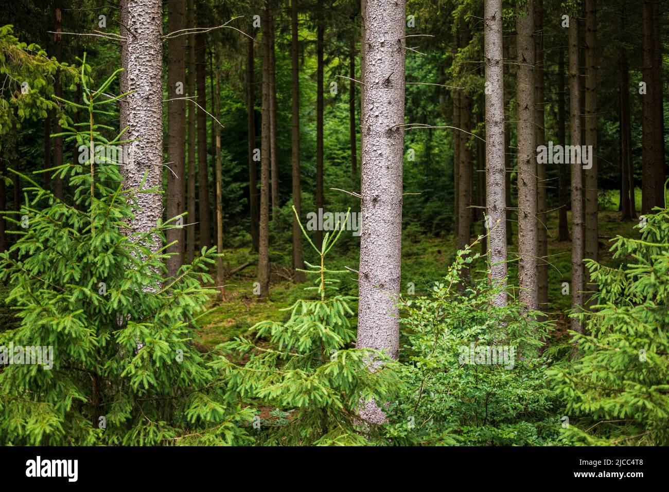 Trunks of fir trees in a coniferous forest, near Externsteine, Teutoburg Forest, Germany Stock