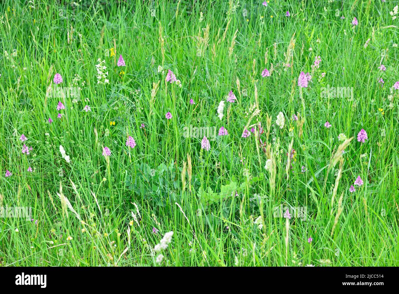 Italian wild flowers hi-res stock photography and images - Alamy