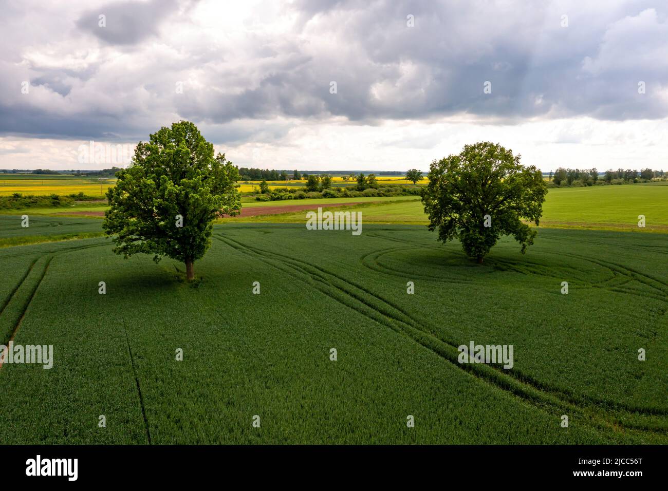 aerial view on several large trees in the middle of a striped ...