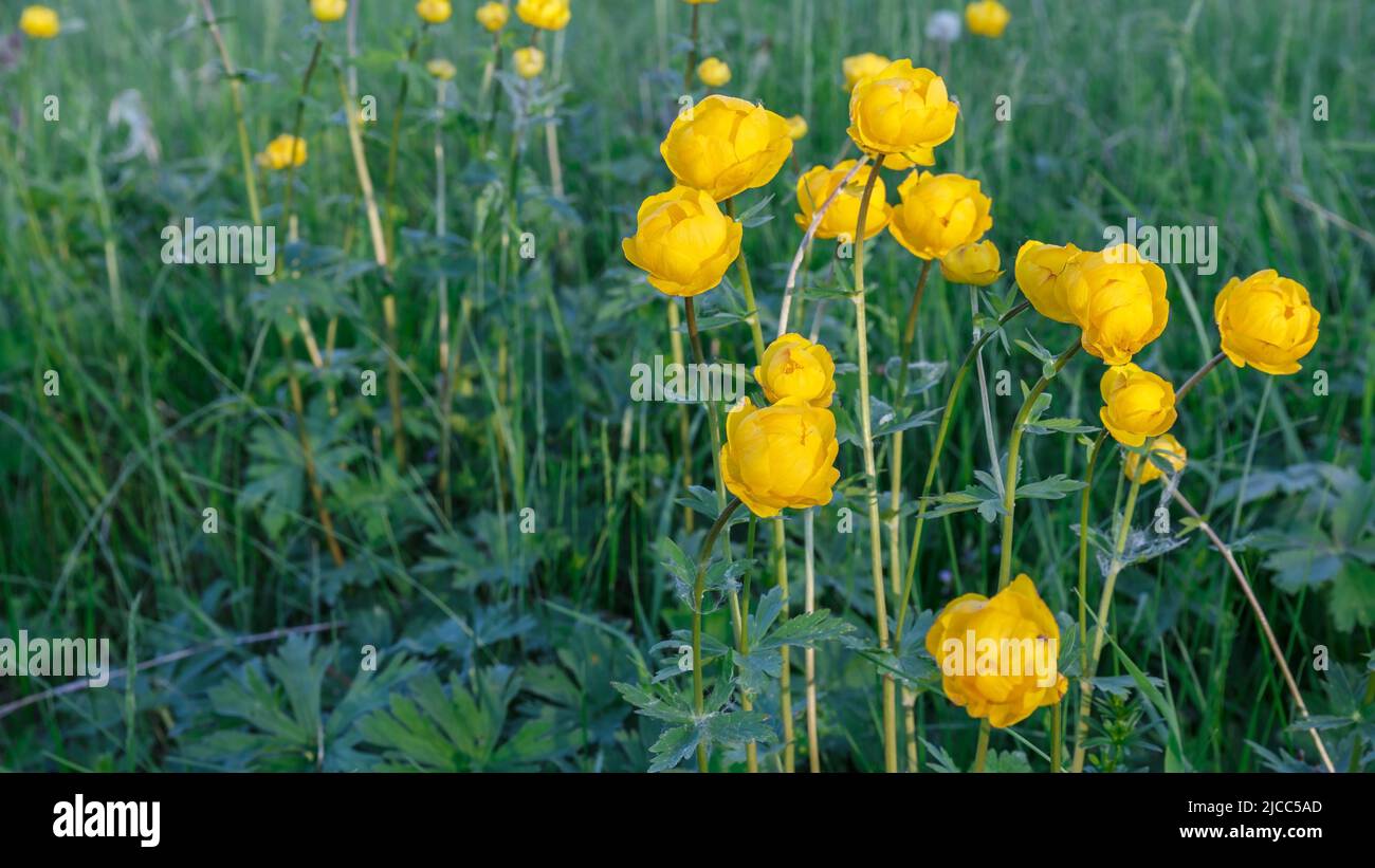 Yellow Trollius europaeus. The common name of some species is