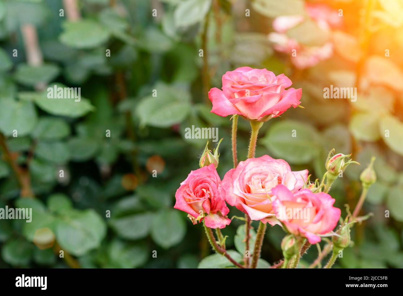 Close up of a bush of pale pink roses in natural light Stock Photo - Alamy