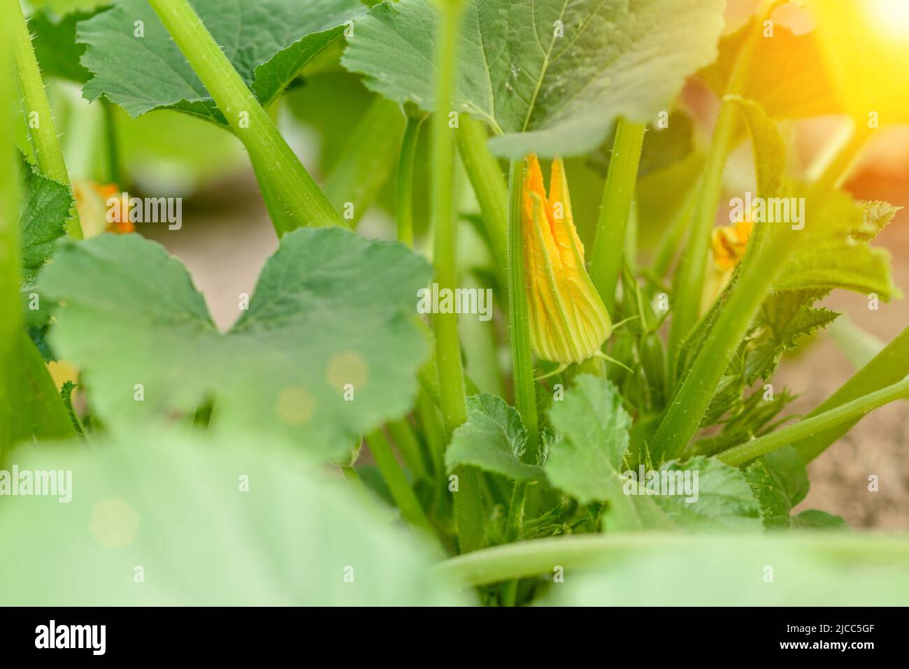 Zucchini plant. Zucchini with flower and fruit in field. Green vegetable marrow growing on bush