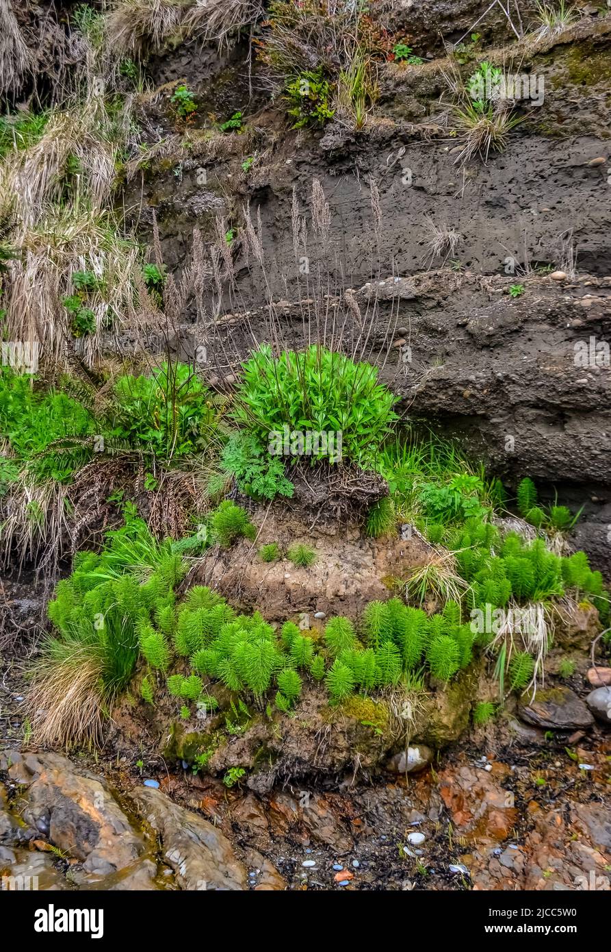 Equisetum telmateia, the great horsetail or northern giant horsetail on the Pacific Ocean in Olympic National Park, Washington, USA Stock Photo