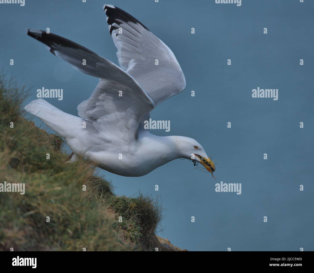 European herring gull taking off from Bempton cliffs. Stock Photo