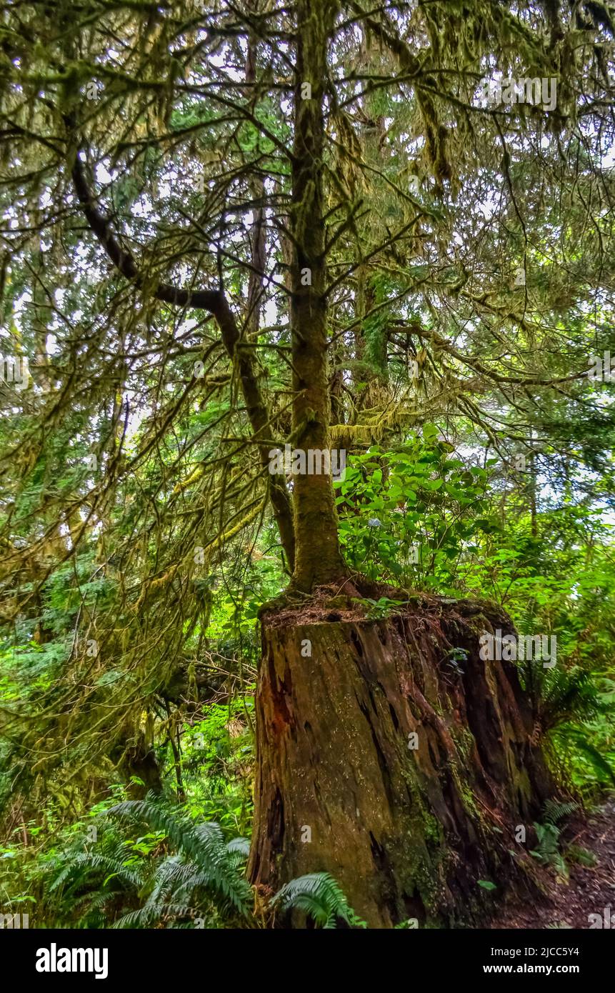 A young tree grows from an old rotten stump in a forest on the Pacific ...