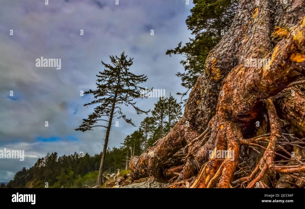 Tall conifers over the Pacific coast in Olympic National Park ...