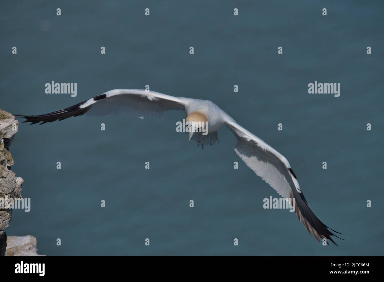 Northern gannet in flight off the cliffs at Bempton. Stock Photo
