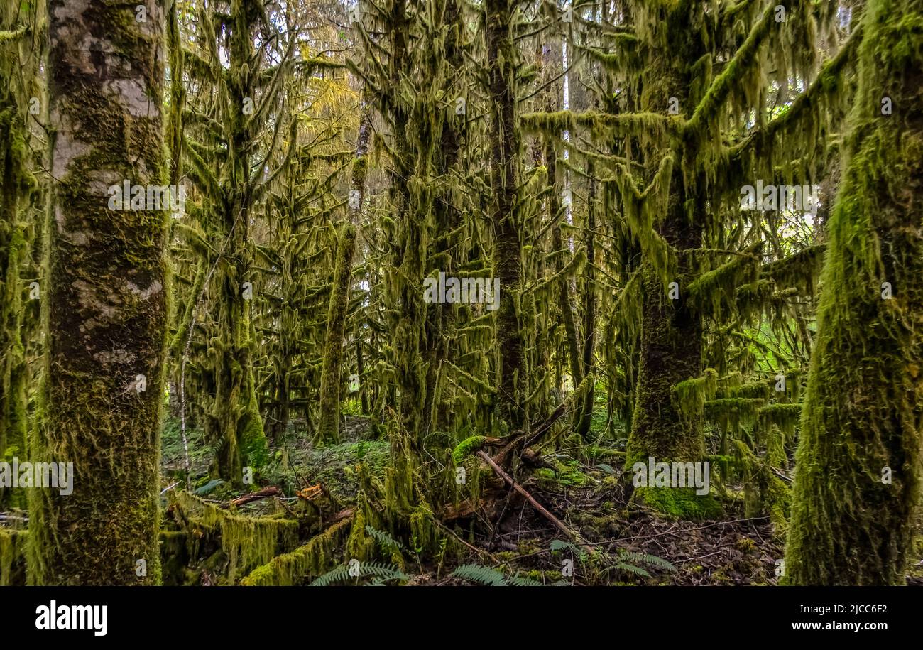 Epiphytic plants and wet moss hang from tree branches in the forest in Olympic National Park, Washington, USA Stock Photo