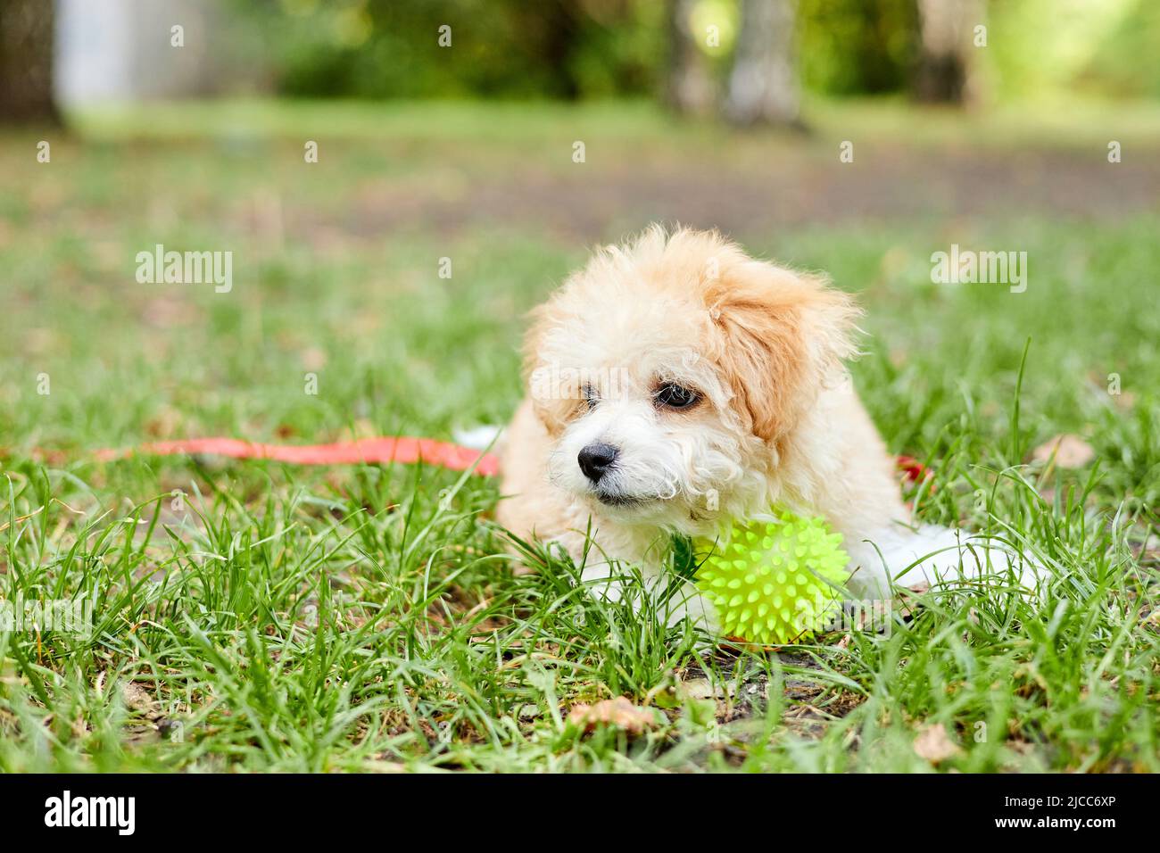 Little Maltipoo puppy playing with a ball on green grass Stock Photo