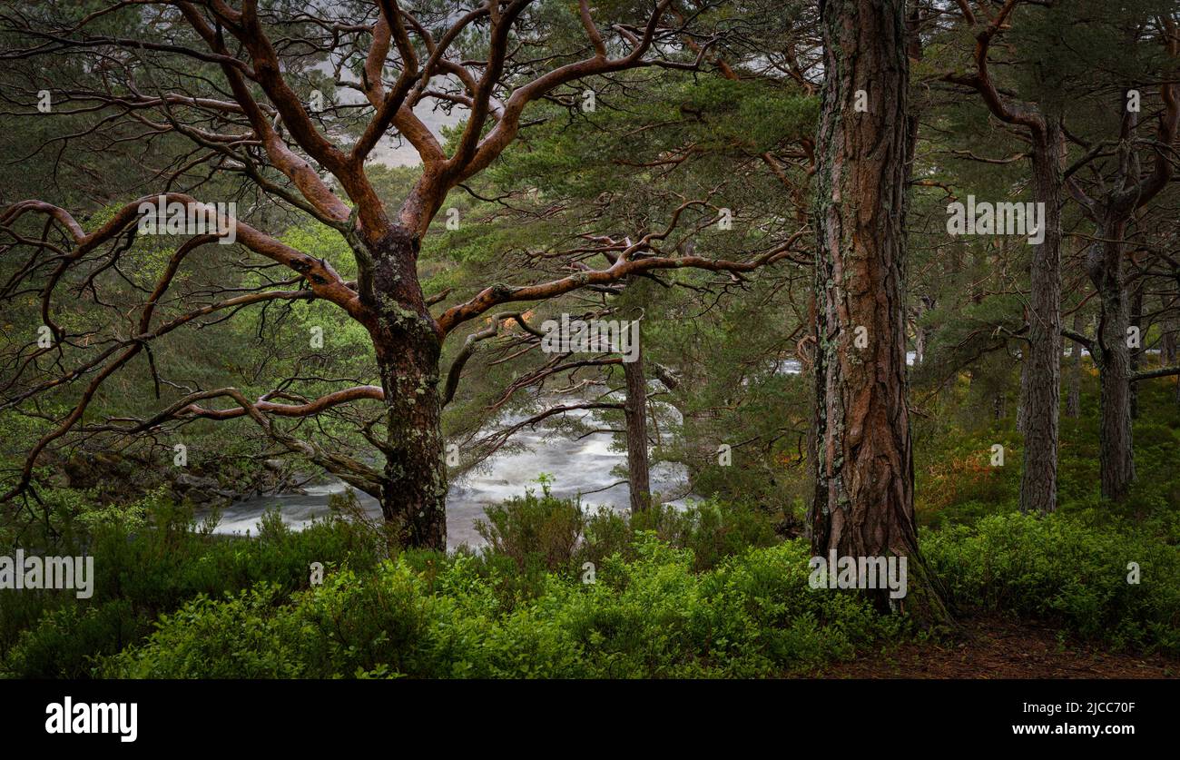An image of a wooded area near Loch Maree, Scottish Highlands. Stock Photo