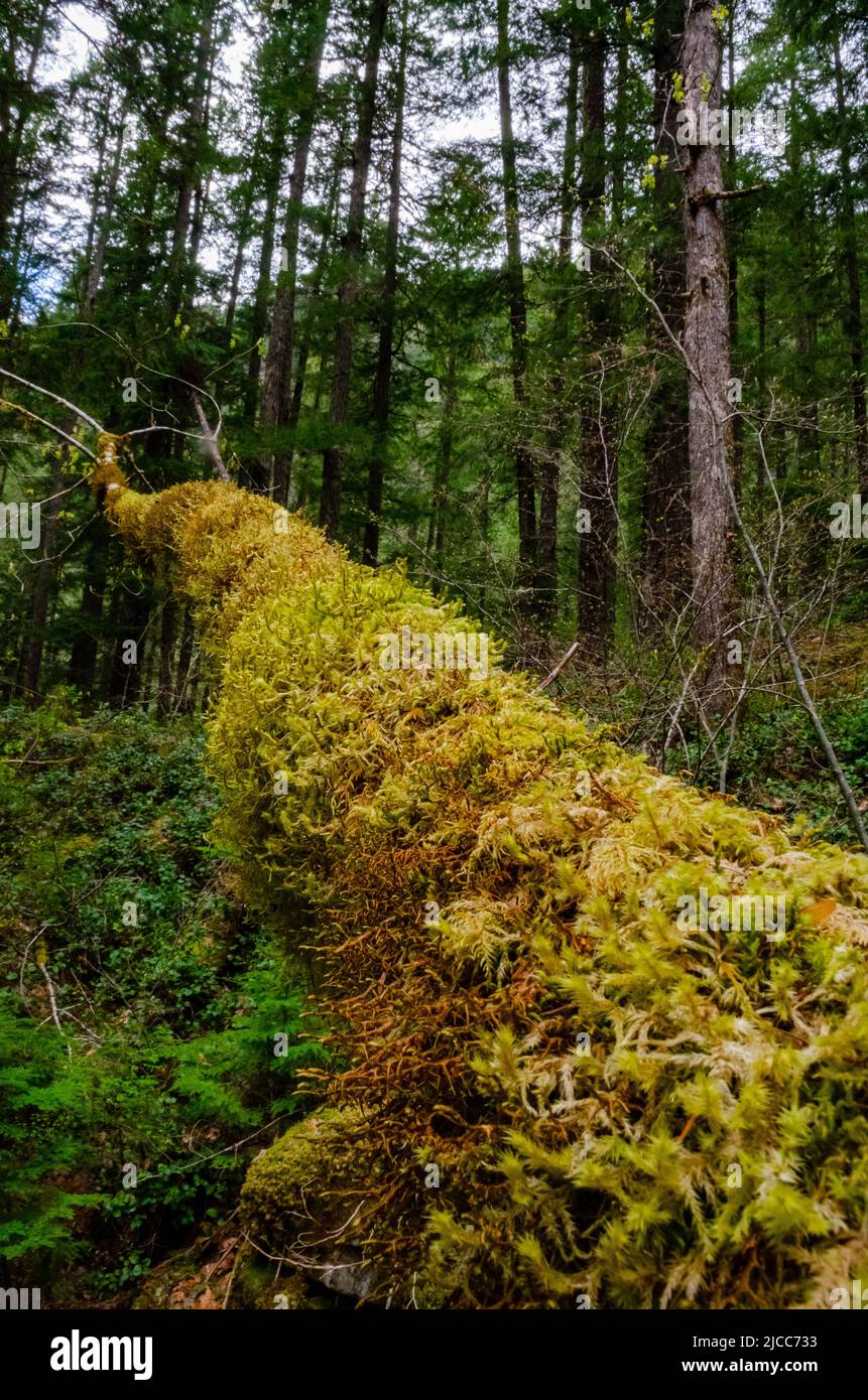 Swamp plants, mosses and ferns in a damp forest. United States