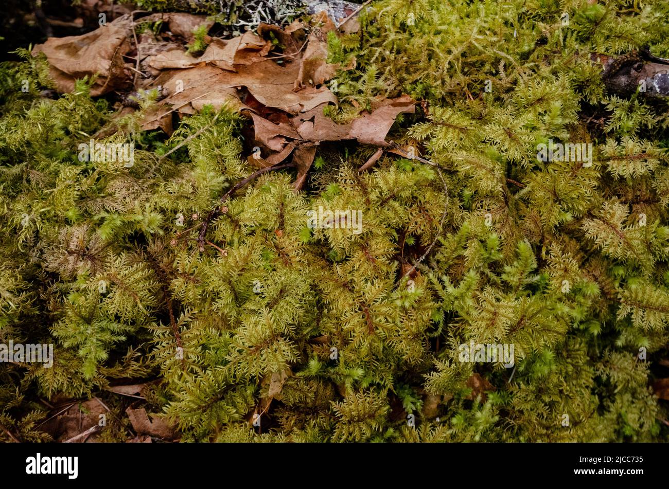 Swamp plants, mosses and ferns in a damp forest. United States