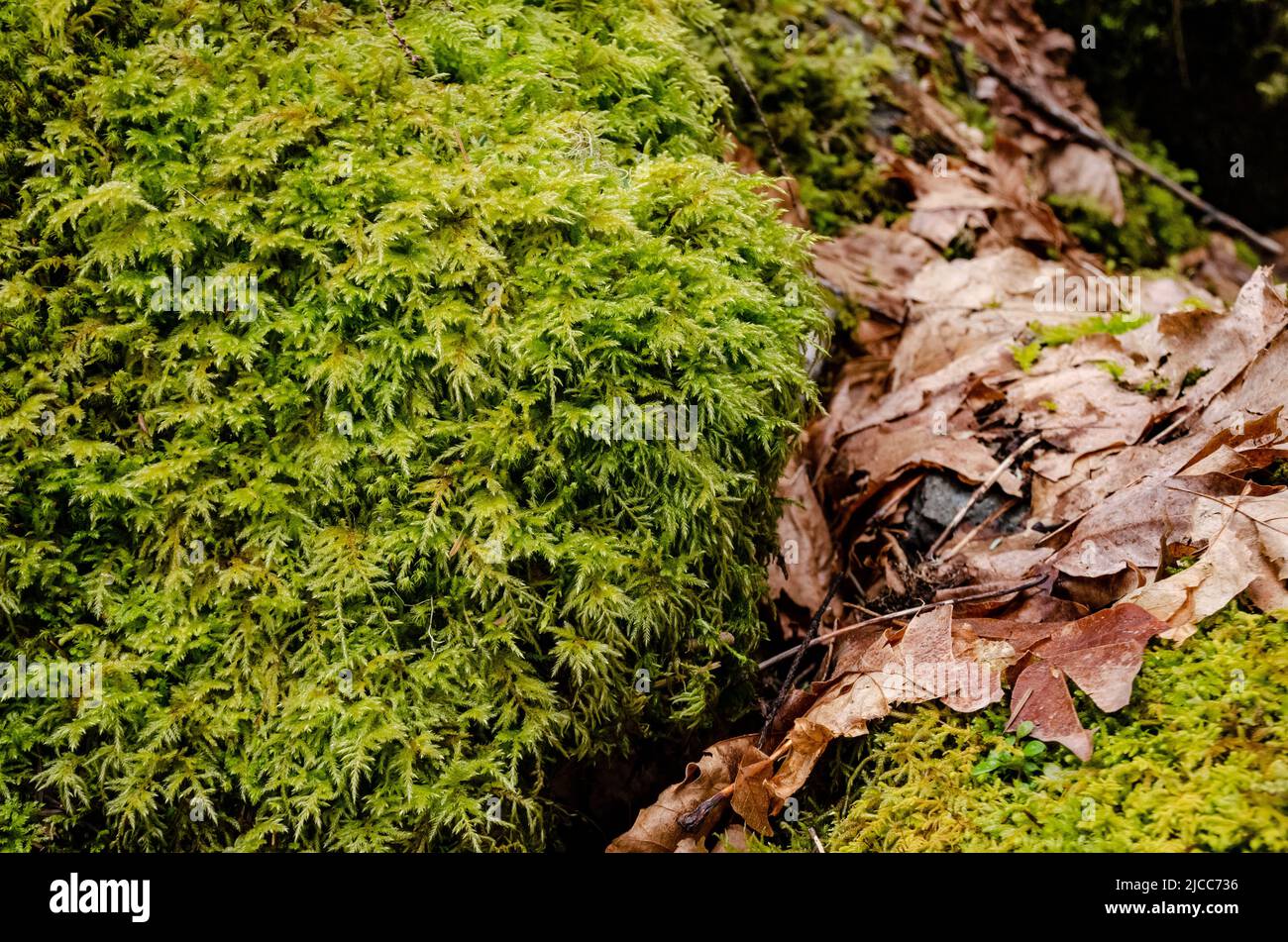 Swamp plants, mosses and ferns in a damp forest. United States