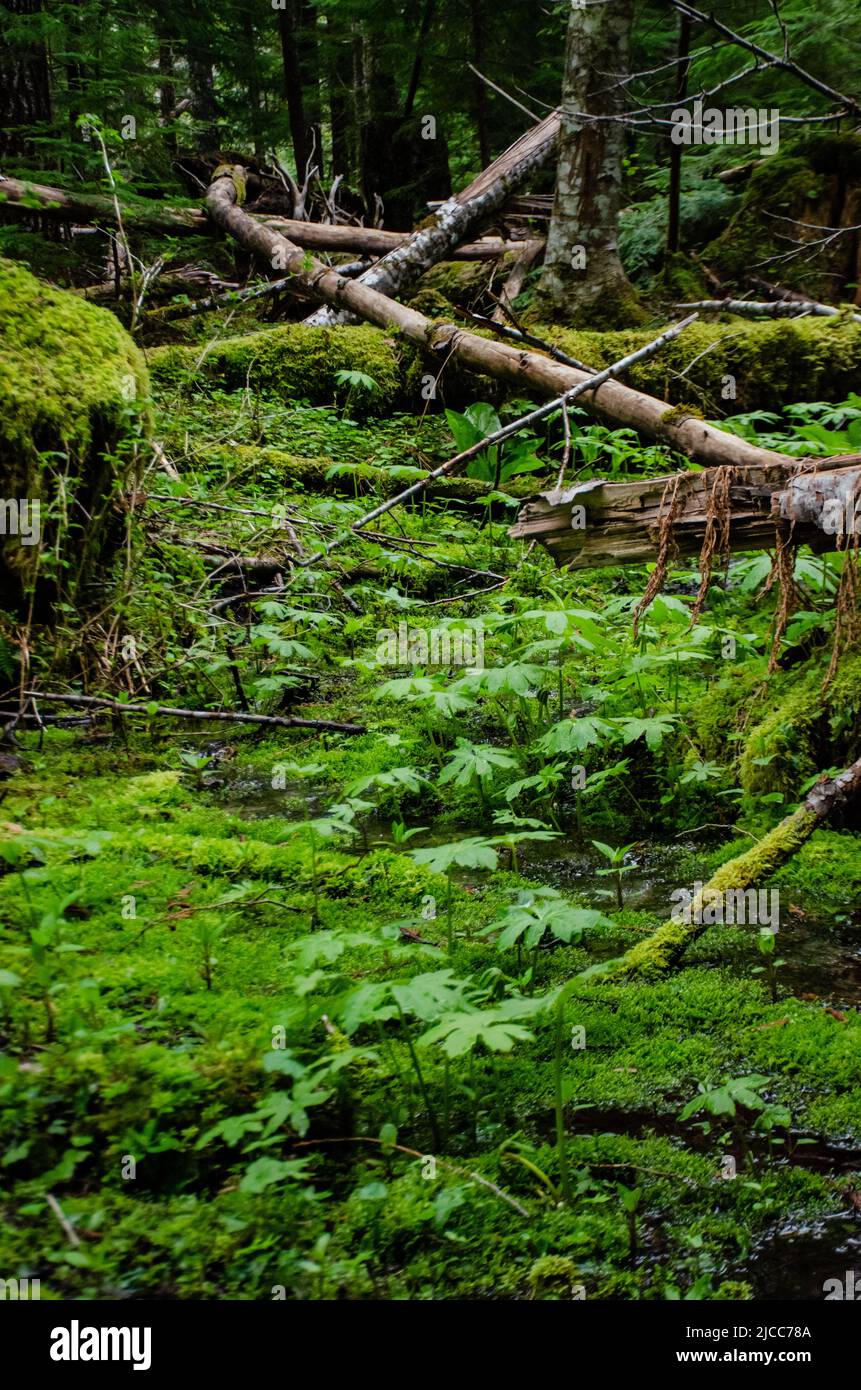 Swamp plants, mosses and ferns in a damp forest. Washington State, USA