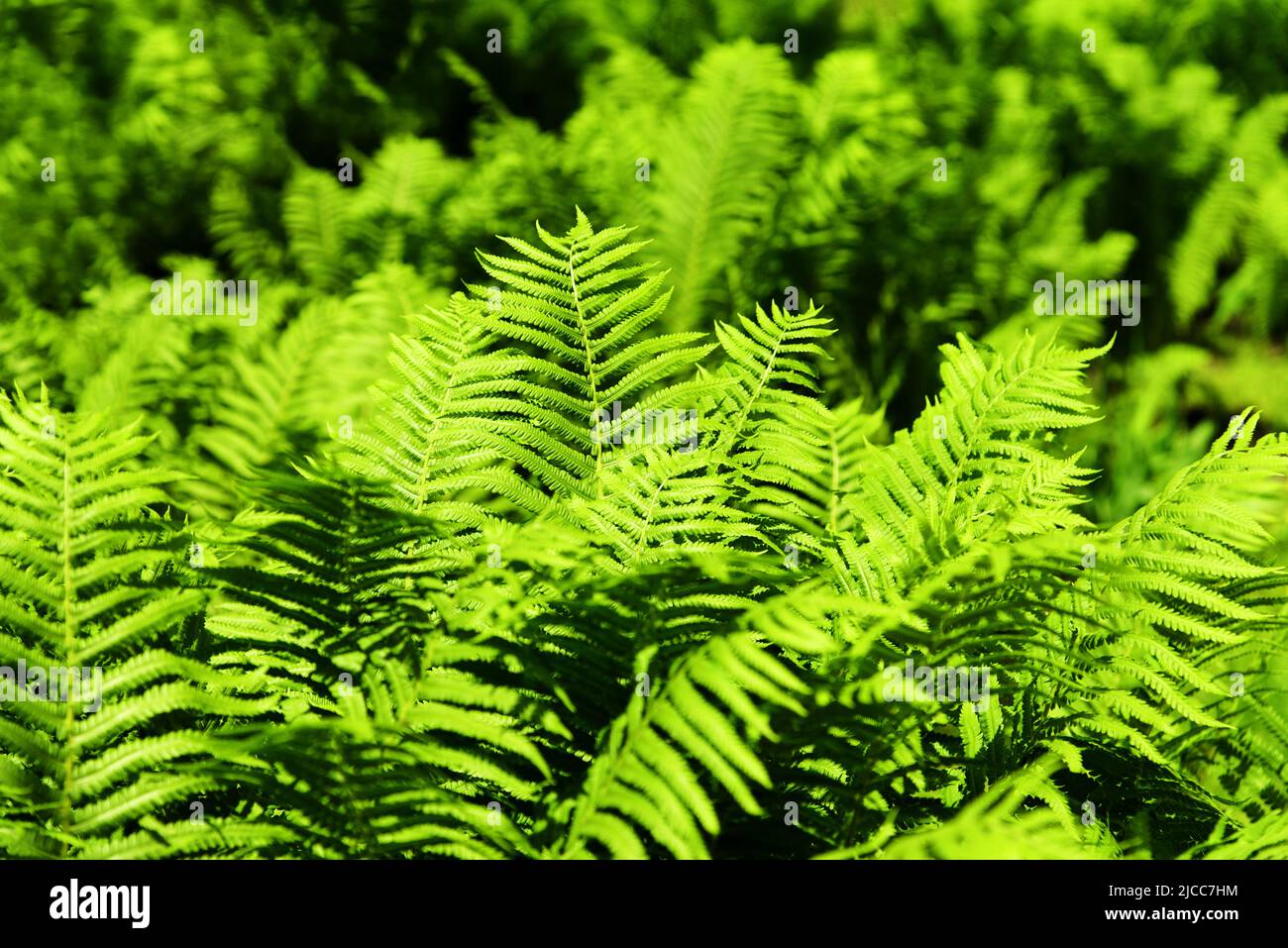 Fern background. Green lush foliage of ferns on sunny day. Natural bright botanical texture. Selective focus Stock Photo