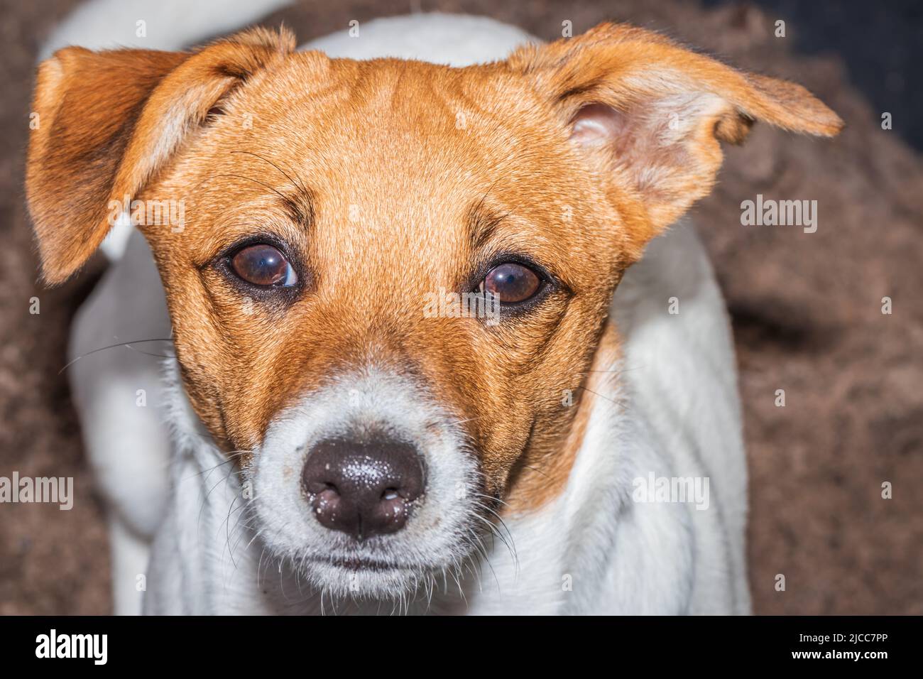 Brown and white Jack Russell terrier dog, Cape Town, South Africa Stock