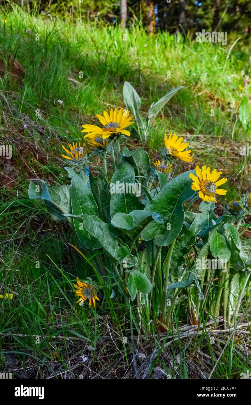State flora hi-res stock photography and images - Alamy