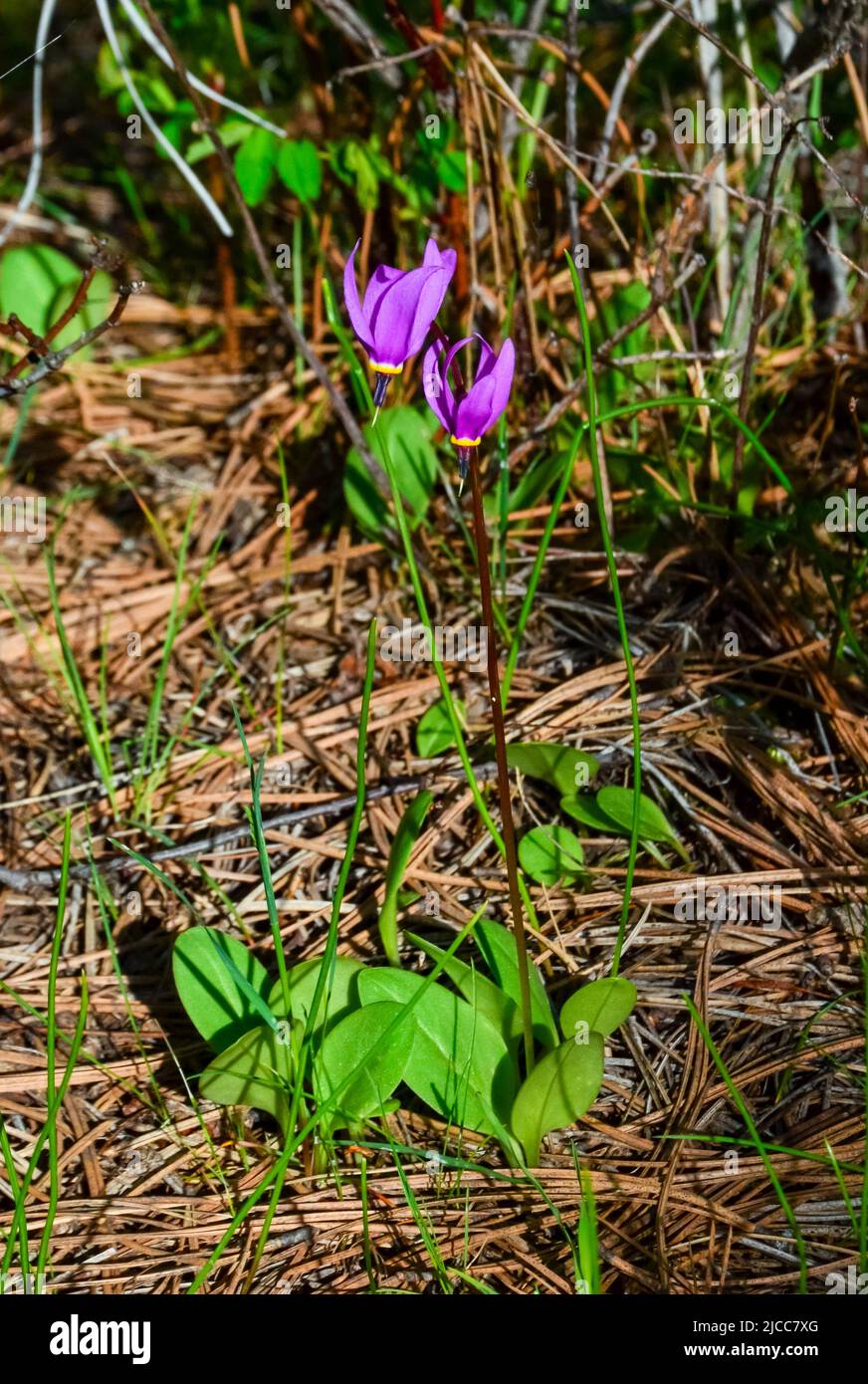 Dodecatheon conjugens, Desert Shooting Star blossoms detail Stock Photo