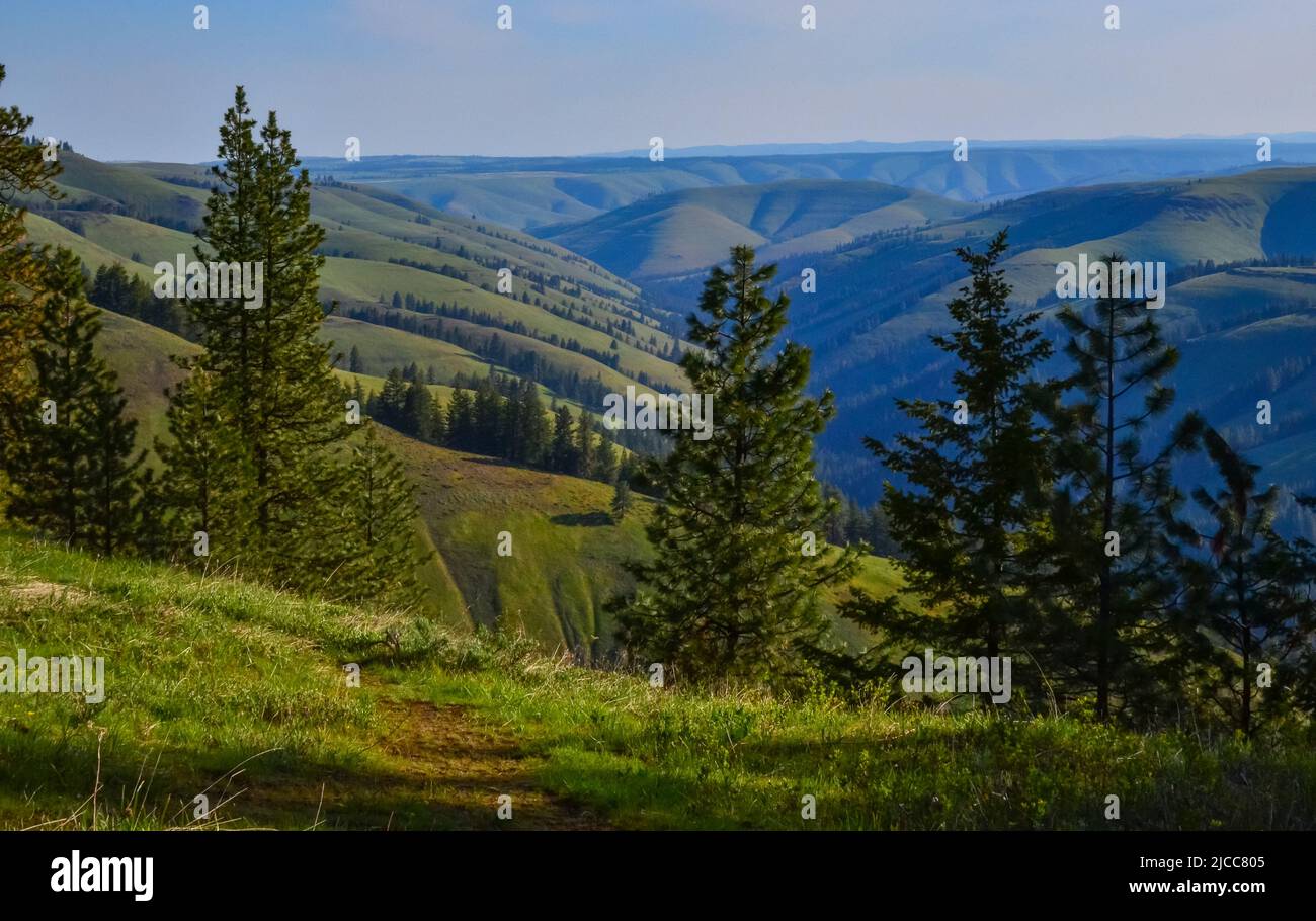 The landscape, blooming green hills overgrown with single trees and