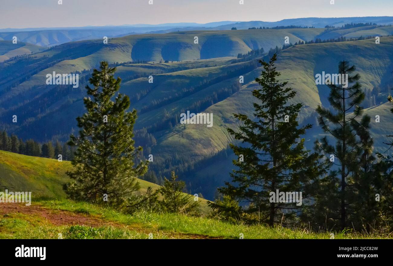 The landscape, blooming green hills overgrown with single trees and