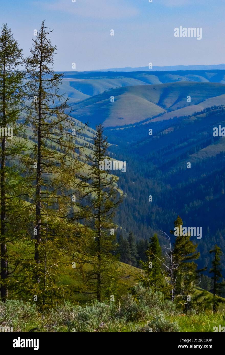 The landscape, blooming green hills overgrown with single trees and