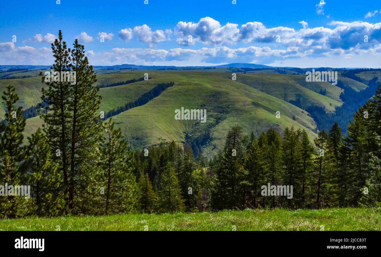 The landscape, blooming green hills overgrown with single trees and