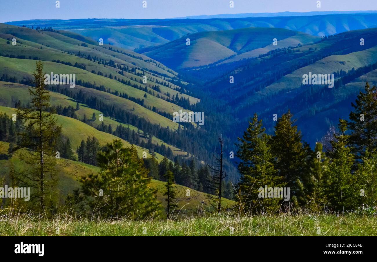 The landscape, blooming green hills overgrown with single trees and