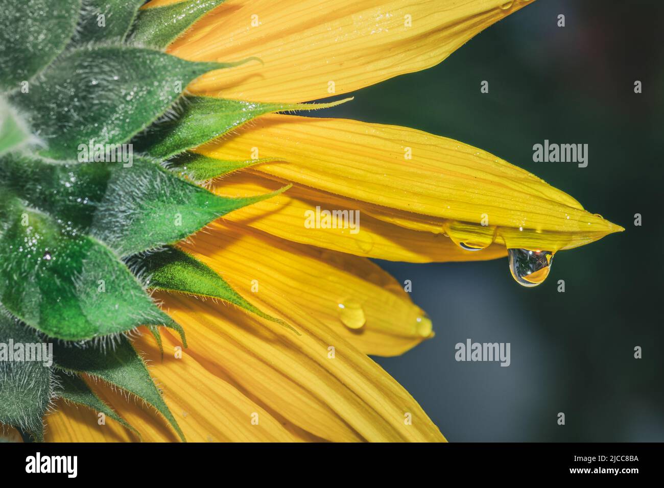 Yellow common sunflower (Helianthus annuus) plant, Uganda, Africa Stock